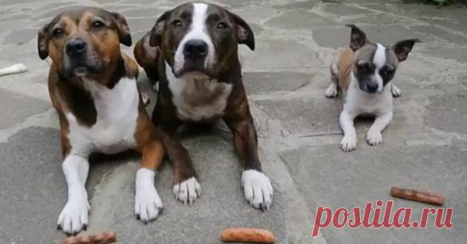 Этим троим псам раздали по колбаске. А теперь посмотрите, что делает самый маленький))) | Все о наших питомцах