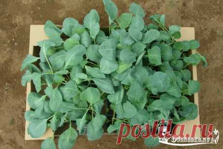 Выращивание рассады капусты - посев семян, сроки посадки, уход , видео