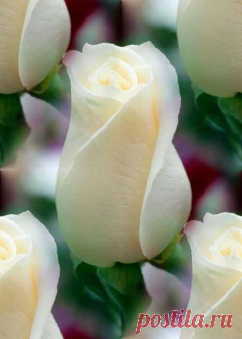 Письмо «сообщение Ageeva_Tania : РОЗЫ - ПОДБОРКА БЕСШОВНЫХ ФОНОВ. (09:10 04-08-2014) [4557103/332834310]» — Ageeva_Tania — Яндекс.Почта