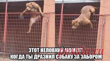 Прикольные животные фото и картинки с надписями