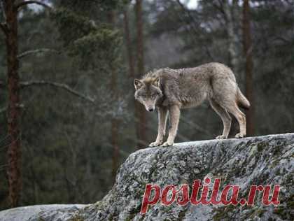 elrey delmundo – Savee