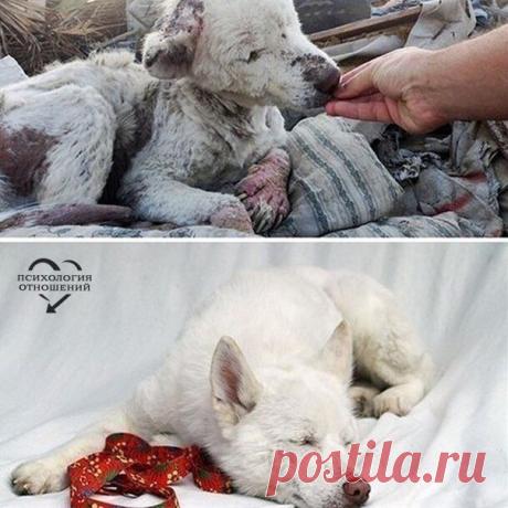 Люди, помогающие бездомным животным, заслуживают бесконечного уважения..