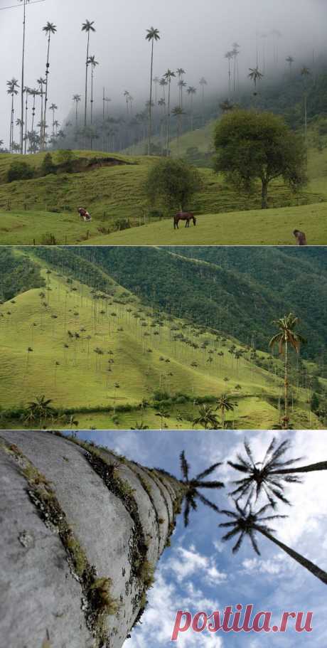 Колумбийская долина Кокора.