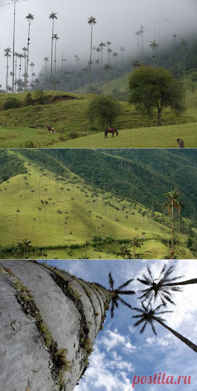 Колумбийская долина Кокора.