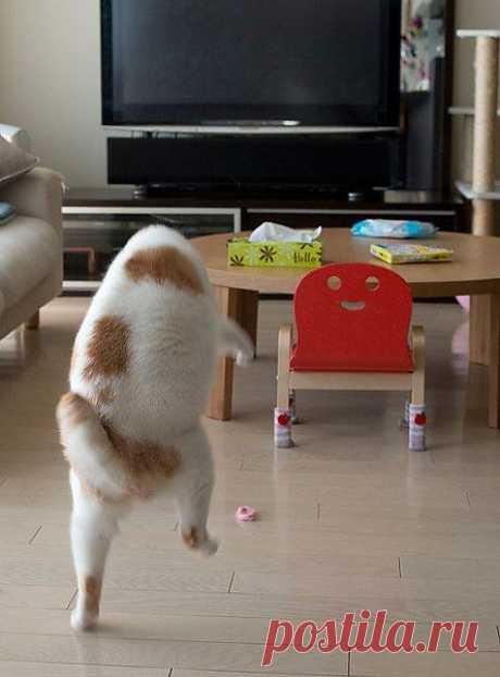 Котизм