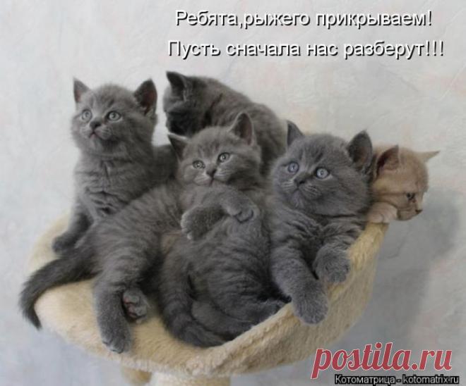 Четыре сыночка (котоматрица)