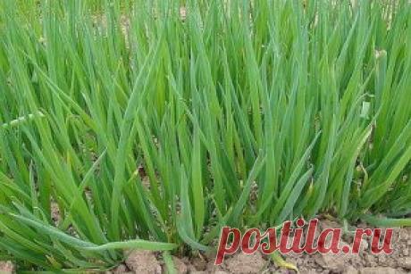 МАЛЕНЬКИЕ СЕКРЕТИКИ САДОВОДУ- ОГОРОДНИКУ
1. Йод для капусты. В ведро воды добавить 40 капель йода. Когда начнет формироваться кочан, поливать капусту под растение по 1 литру.
2. Ускорение пророста. Чтобы семена быстрее проросли их замачивают в растворе перекиси водорода (4%) на 12 часов (капуста), а семена помидоров и свеклы - на 24 часа. Для обеззараживания семян (вместо марганцовки) их обрабатывают 10% перекисью водорода 20 минут. Соотношение раствора и семян 1:1. Затем семена промывают и про