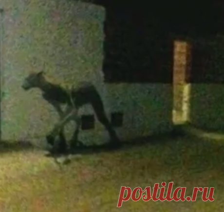 Странное существо из Аргентины сняли на камеру