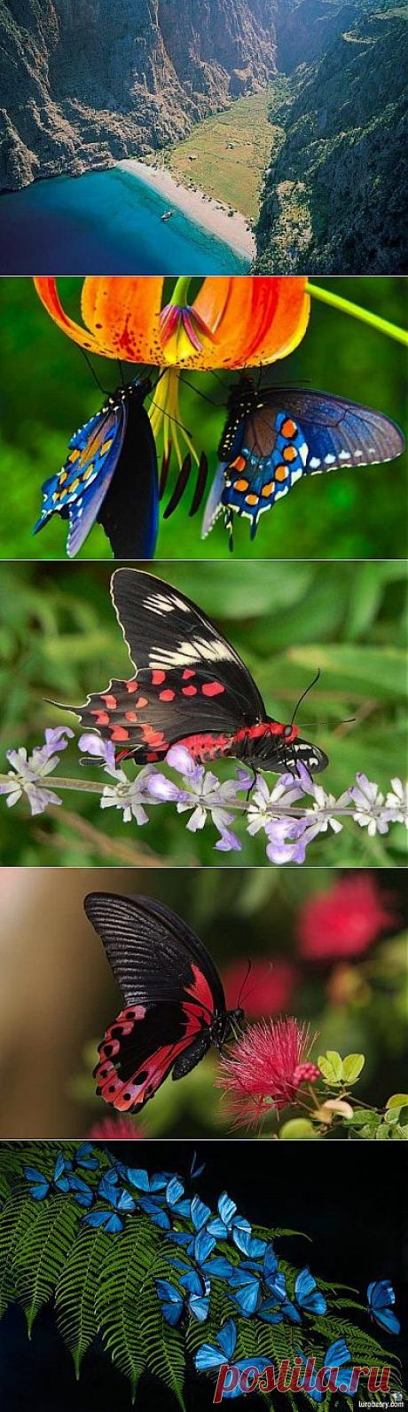 Долина Бабочек — Келебеклер (Kelebekler)и ее обитатели | ПолонСил.ру - социальная сеть здоровья