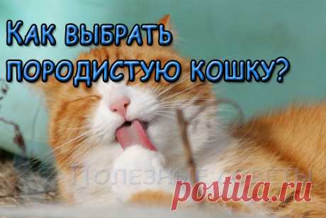 Как выбрать породистую кошку?