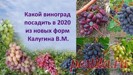 Какой виноград посадить в 2020 из новых форм Калугина
