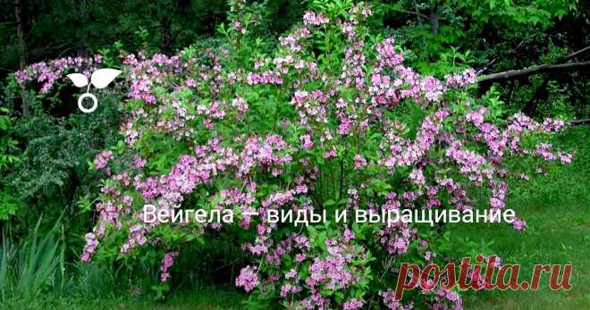 Вейгела — виды и выращивание Два раза в год — с середины мая до середины июня и с конца августа до конца сентября — вейгелы усыпаны цветами. Конечно, повторное цветение не такое пышное, как в начале лета, когда кустарник сплошь покрывают красные, розовые, кремовые, белые или желтые колокольчики-цветки.