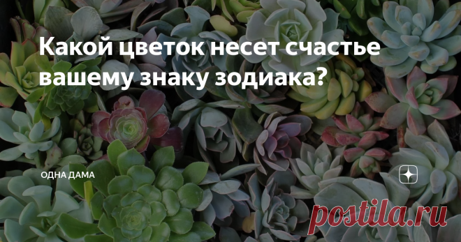 Какой цветок несет счастье вашему знаку зодиака? Я, астролог Елена Скобелева, сегодня расскажу вам, какой цветок по моим расчетам является не просто подходящим, но и счастливым для вашего знака зодиака. Цветок-талисман можно использовать в любом виде.  Идеально поставить его в комнате в доме, где вы проводите больше всего времени.  Если вам не найти живой цветок, вы можете нарисовать, или купить \ распечатать картину с его изображением.
Овен
Сук