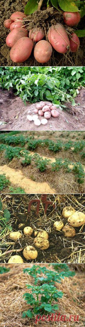 Современные способы выращивания картофеля: теплые грядки, под соломой, в бочке