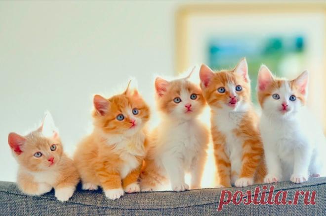 «Кота заводят, чтобы...»: Душевное стихотворение-посвящение всем котам и их хозяевам