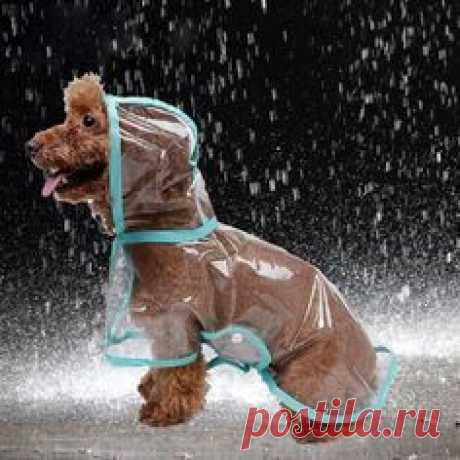 Waterproof Raincoat For Dogs!