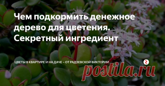 Чем подкормить денежное дерево для цветения. Секретный ингредиент Толстянка или денежное дерево в зависимости от сорта цветёт жёлтыми, белыми, ярко-красными или сиреневыми с розовым оттенком. У некоторых сортов настолько густое цветение, что не видно шикарной зелёной листы. Но чтобы добиться такого результате денежное дерево необходимо подкармливать.