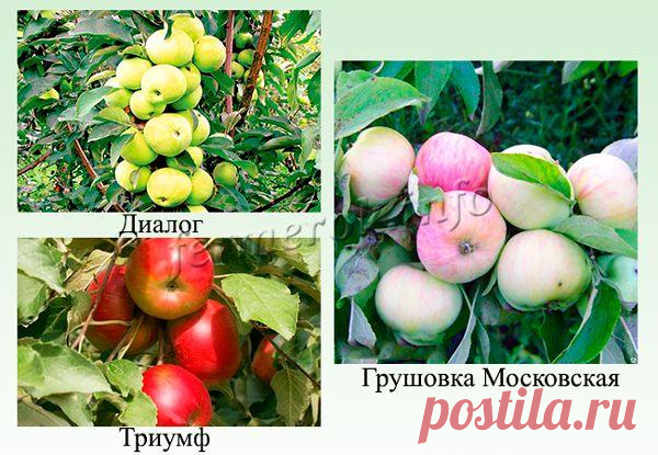 Яблоневый сад на малых площадях