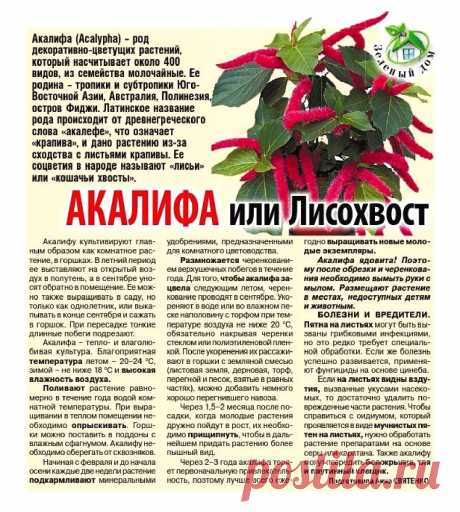 Акалифа или Лисохвост