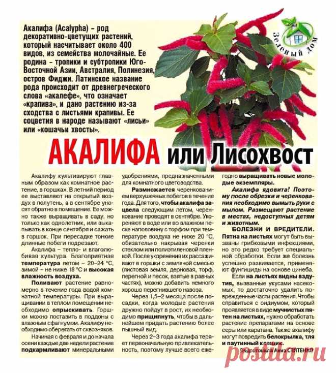 Акалифа или Лисохвост