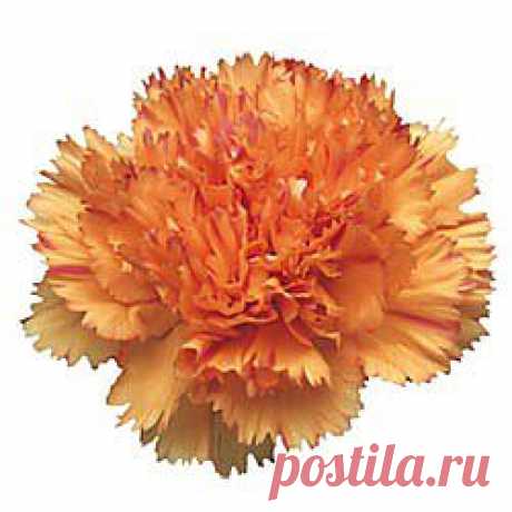 Raggio Di Sole - Гвоздика оранжевая - Гвоздики