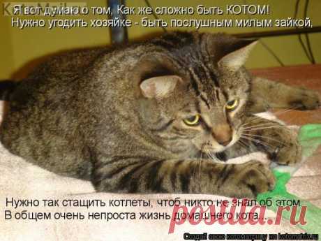 Сложно быть котом.