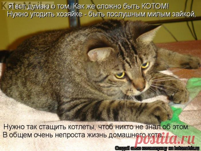 Сложно быть котом.