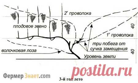 Обрезка винограда летом, как начинающим обрезать лозу правильно