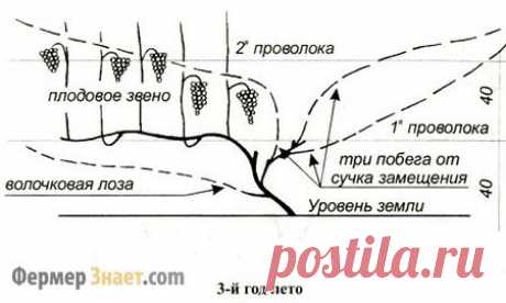 Обрезка винограда летом, как начинающим обрезать лозу правильно