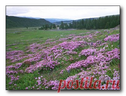 Чем полезен чабрец