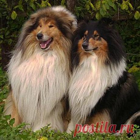 Колли – шотландская порода собак.