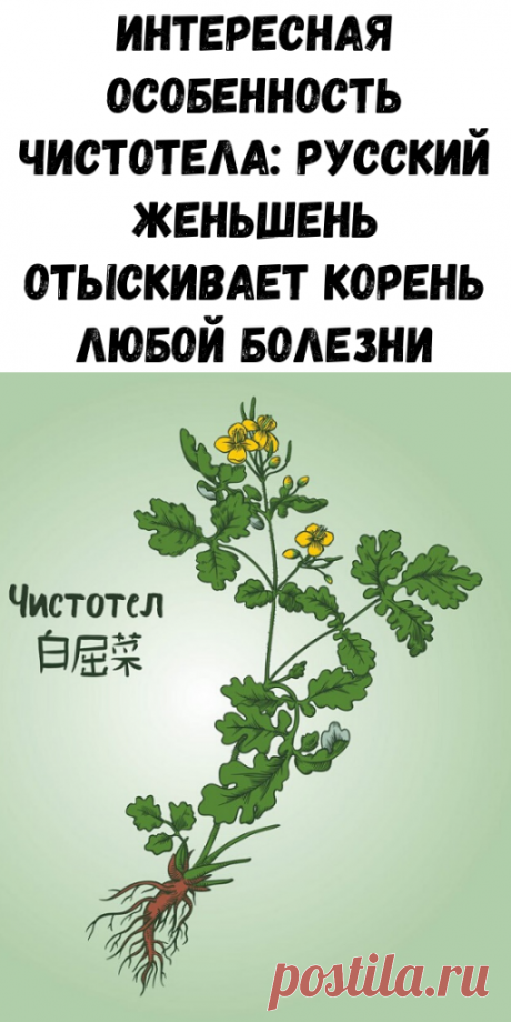 Интересная особенность чистотела: русский женьшень отыскивает корень любой болезни - Образованная Сова