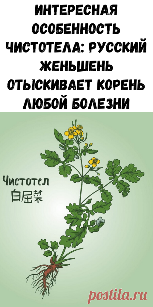 Интересная особенность чистотела: русский женьшень отыскивает корень любой болезни - Образованная Сова
