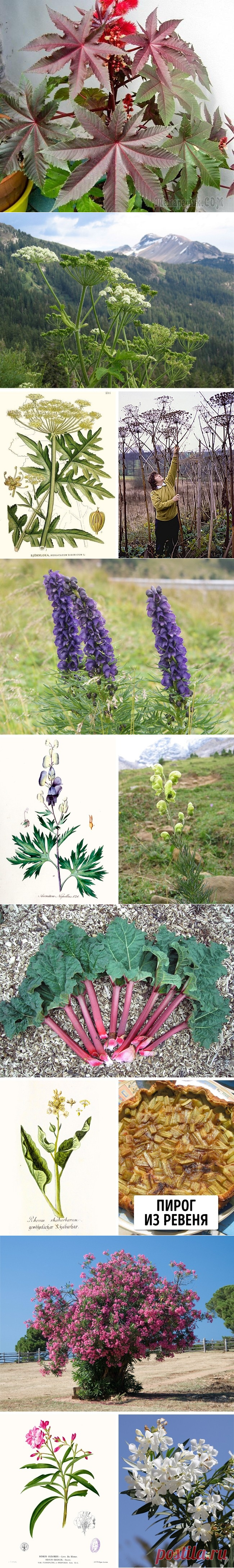 11 страшно ядовитых растений, о которых необходимо знать каждому