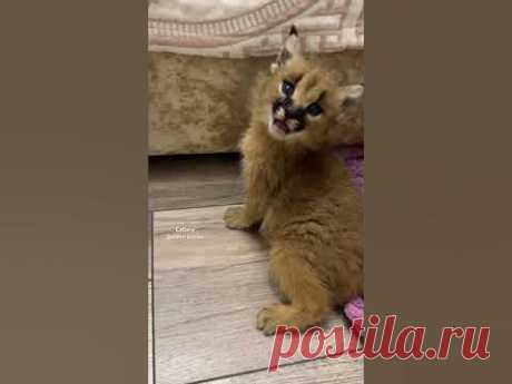 Чирикалка #cats #cat #kitten #animal #каракал #caracal