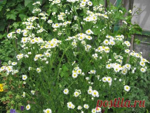 (19) Мой Мир@Mail.Ru