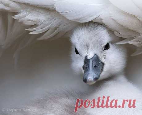 Swan by Stefano Ronchi