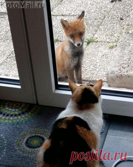 Первая встреча