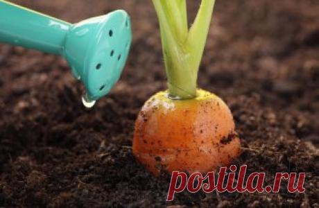 Как подкармливать и поливать овощи по Миттлайдеру? 

Мечтаете получить богатый урожай овощей, но не знаете как это сделать? Воспользуйтесь методикой по Миттлайдеру и у вас все обязательно получится!
Джекоб Миттлайдер – американский овощевод, консульта…