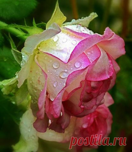 (162) Pinterest