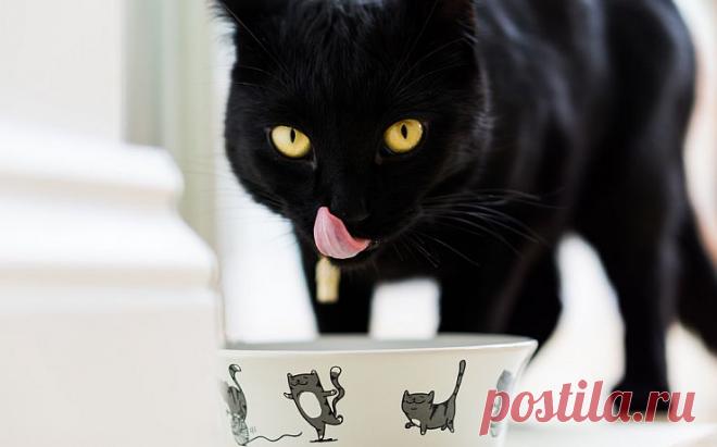 Кошачья Магия