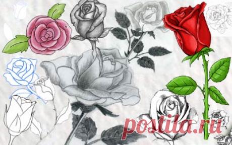 Kako nacrtati ružu Kako nacrtati ružu - crtanje ruža Pokazaćemo vam kako da nacrtate ružu. Crtanje ruže jeste zahtevno, ali uz našu pomoć moćićete da nacrtate ruže bolje nego što ste očekivali. Pred vama je