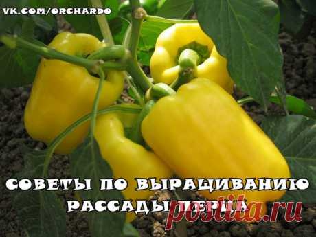 Сладкий перец. Делимся советами по выращиванию рассады.