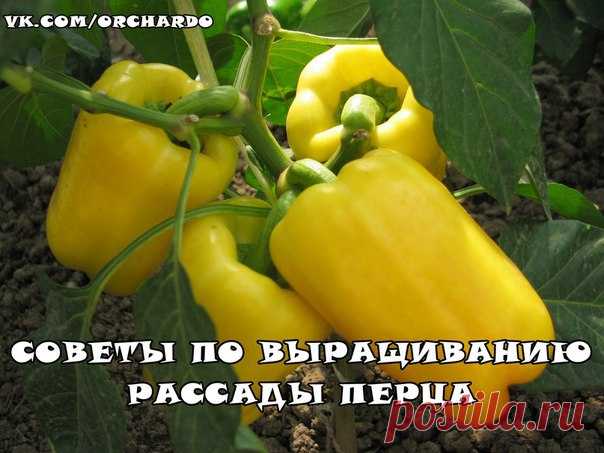 Сладкий перец. Делимся советами по выращиванию рассады.