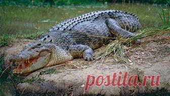 Тут все могут тебя убить. Названы десять самых опасных пляжей мира Мягкий песок, кристально-голубые волны — за такой идиллической картинкой пляжа может таиться смертельная опасность. Сообщения о загрязненных пляжах регулярно появляются в... РИА Новости, 29.09.2018