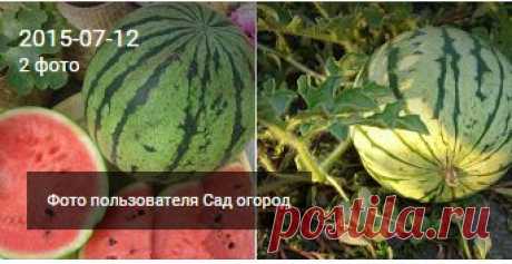 Выращиваем арбузы. -Сад огород – Сообщество – Google+