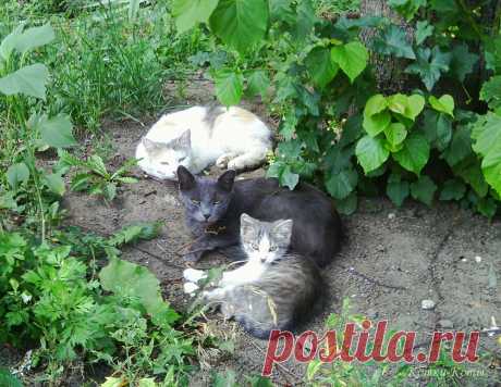 🐈 Черный, белый и серый коты собрались с серьезной целью. 
– Хорошо лежим. И нет, мы не только отдыхаем. Мы еще и заряжаемся мощной целительной энергией земли. Под липой – деревом семейного благополучия. Не знаем, как вам, людям, а нам, котам это помогает быть сильными, здоровыми и счастливыми. Попробуйте, может и вам поможет. 🐈 Кошки каждый день: 10 июля...