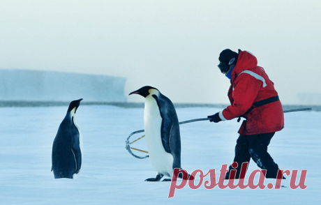 Раньше на планете обитали пингвины-гиганты | Журнал "JK" Джей Кей Пингвины — забавные морские птицы, лишенные способности летать, но зато отлично умеющие плавать. Наверняка многие из нас видели, как нелепо эти животные передвигаются по суше или поскальзываются на льду. Современные пингвины редко превышают метр в длину и кажутся довольно безобидными для человека зверями. Но относились бы мы к ним так же, если бы рост среднестатистического