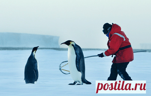 Раньше на планете обитали пингвины-гиганты | Журнал 
