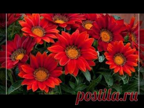 КАК ПОСЕЯТЬ И ВЫРАСТИТЬ ГАЦАНИЮ 🌻 ПОДРОБНО.ДЛЯ НОВИЧКОВ